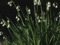 Leucojum aestivum 4, Zomerklokje, Saxifraga-Jan van der Straaten