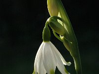 Leucojum aestivum 5, Zomerklokje, Saxifraga-Jan van der Straaten