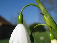 Leucojum aestivum 6, Zomerklokje, Saxifraga-Rutger Barendse