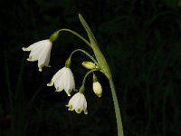 Leucojum aestivum 7, Zomerklokje, Saxifraga-Jan van der Straaten