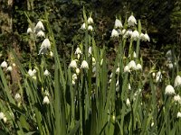 Leucojum aestivum 8, Zomerklokje, Saxifraga-Jan van der Straaten