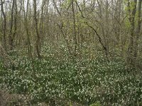 Leucojum aestivum 9, Zomerklokje, Saxifraga-Willem van Kruijsbergen