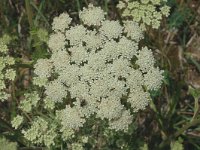 Ligusticum mutellina 10, Saxifraga-Marijke Verhagen