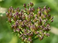 Ligusticum mutellina 5, Saxifraga-Sonja Bouwman  Alpine lovage - Ligusticum mutellina - Apiaceae familie