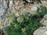 Ligusticum mutellinoides