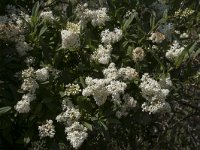 Ligustrum vulgare 16, Wilde liguster, Saxifraga-Willem van Kruijsbergen