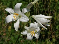 Lilium candidum 2, Saxifraga-Willem van Kruijsbergen