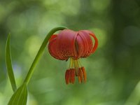 Lilium carniolicum 10, Saxifraga-Luuk Vermeer