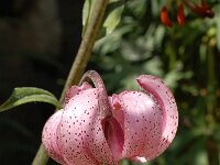 Lilium martagon 47, Turkse lelie, Saxifraga-Harry Jans