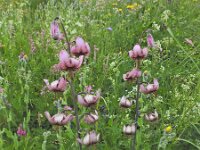 Lilium martagon 48, Turkse lelie, Saxifraga-Harry Jans