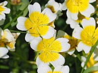 Limnanthes douglasii