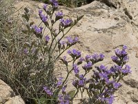 Limonium ovalifolium 11, Saxifraga-Willem van Kruijsbergen