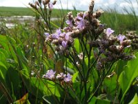 Limonium vulgare 1, Lamsoor, Saxifraga-Rutger Barendse