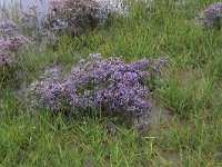 Limonium vulgare 10, Lamsoor, Saxifraga-Peter Meininger