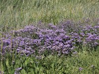 Limonium vulgare 11, Lamsoor, Saxifraga-Peter Meininger