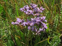 Limonium vulgare 12, Lamsoor, Saxifraga-Rutger Barendse