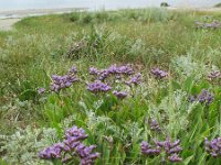 Limonium vulgare 13, Lamsoor, Saxifraga-Rutger Barendse