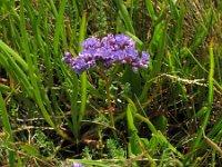 Limonium vulgare 14, Lamsoor, Saxifraga-Rutger Barendse