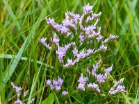 Limonium vulgare 15, Lamsoor, Saxifraga-Bart Vastenhouw