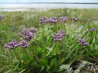 Limonium vulgare 16, Lamsoor., Saxifraga-Rutger Barendse