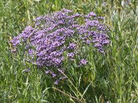 Limonium vulgare 17, Lamsoor, Saxifraga-Peter Meininger