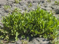 Limonium vulgare 18, Lamsoor, Saxifraga-Jan van der Straaten