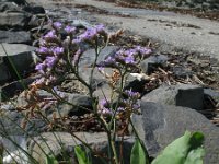 Limonium vulgare 2, Lamsoor, Saxifraga-Rutger Barendse