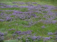 Limonium vulgare 20, Lamsoor, Saxifraga-Ed Stikvoort