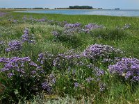 Limonium vulgare 21, Lamsoor, Saxifraga-Ed Stikvoort