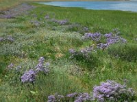 Limonium vulgare 22, Lamsoor, Saxifraga-Ed Stikvoort