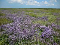 Limonium vulgare 23, Lamsoor, Saxifraga-Ed Stikvoort