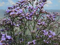 Limonium vulgare 24, Lamsoor, Saxifraga-Ed Stikvoort