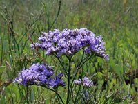 Limonium vulgare 25, Lamsoor, Saxifraga-Jeroen Willemsen