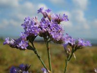 Limonium vulgare 26, Lamsoor, Saxifraga-Ed Stikvoort