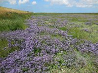 Limonium vulgare 28, Lamsoor, Saxifraga-Ed Stikvoort