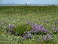 Limonium vulgare 29, Lamsoor, Saxifraga-Ed Stikvoort