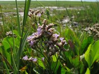 Limonium vulgare 3, Lamsoor, Saxifraga-Rutger Barendse