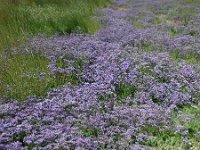 Limonium vulgare 30, Lamsoor, Saxifraga-Ed Stikvoort