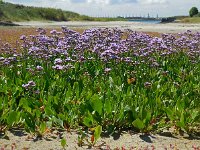 Limonium vulgare 31, Lamsoor, Saxifraga-Ed Stikvoort