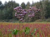 Limonium vulgare 32, Lamsoor, Saxifraga-Ed Stikvoort