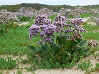 Limonium vulgare 33, Lamsoor, Saxifraga-Ed Stikvoort