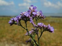 Limonium vulgare 35, Lamsoor, Saxifraga-Ed Stikvoort