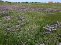 Limonium vulgare 37, Lamsoor, Saxifraga-Hans Boll