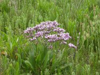 Limonium vulgare 4, Lamsoor, Saxifraga-Peter Meininger