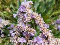 Limonium vulgare 41, Lamsoor, Saxifraga-Rutger Barendse