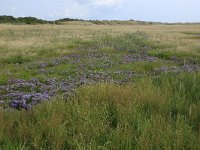 Limonium vulgare 48, Lamsoor, Saxifraga-Hans Boll