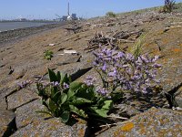 Limonium vulgare 5, Lamsoor, Saxifraga-Peter Meininger