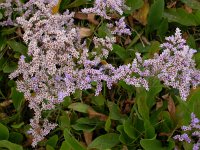 Limonium vulgare 6, Lamsoor, Saxifraga-Peter Meininger