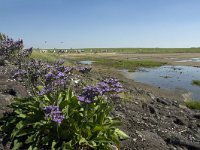 Limonium vulgare 8, Lamsoor, Saxifraga-Jan van der Straaten