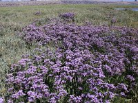 Limonium vulgare 9, Lamsoor, Saxifraga-Peter Meininger